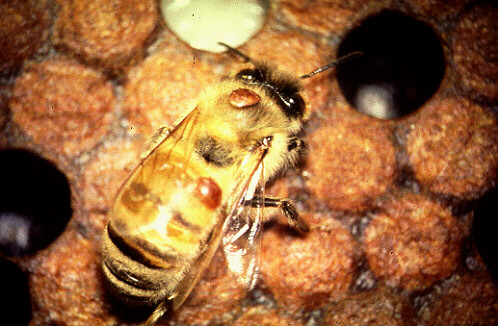 varroa
