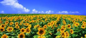 i691-girasol-631x280