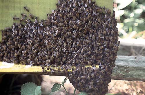 El vuelo del enjambre de abejas - Portal Apícola