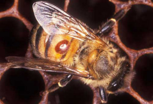 varroa_mite06