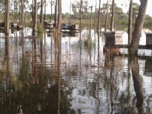 13043784_592619034236209_5079360284649360032_n