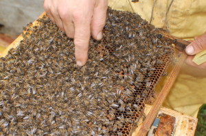 nucleos-de-abejas-para-la-venta