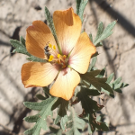 asa-en-flor-2