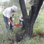 apertura-de-nido-en-un-tocon-seco