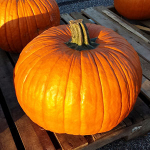connecticut-field-pumpkin-seeds-cucurbita-pepo-204