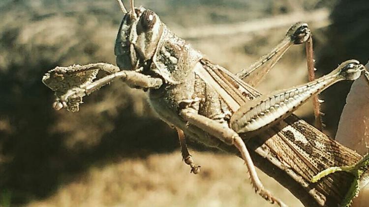 langosta_2