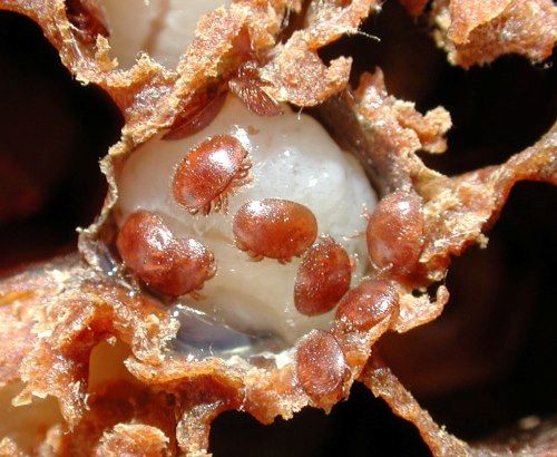 varroa