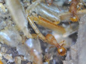IMG-20171019-WA0007