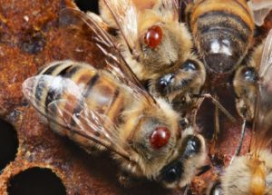 abejas_infectadas_por_hongos