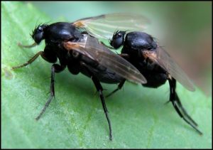 phoridae28-8-08