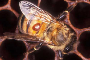 varroa_mite06