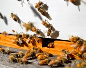 bdbees02LR