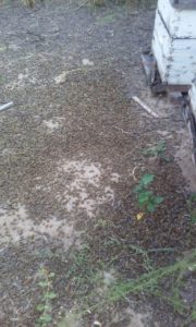 IMG-20180317-WA0005