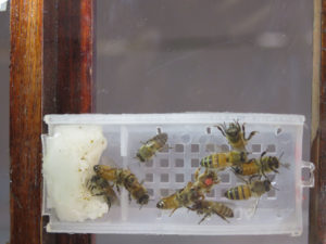 abeja reina2
