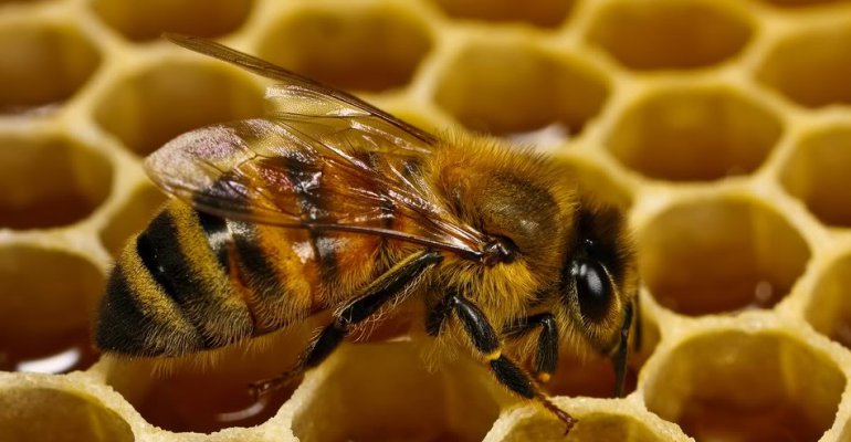 abeja
