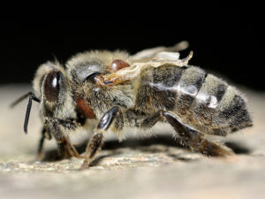 abeja_enferma