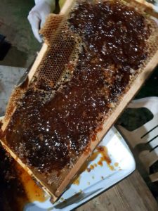 cosecha