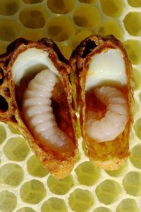 larva de abeja