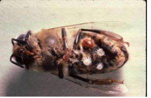 varroa