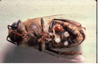 varroa