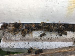 IMG-20180910-WA0012