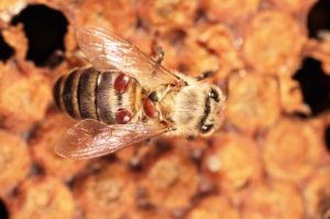 varroa