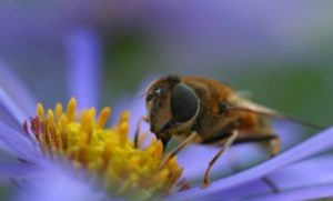 abeja
