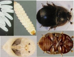 aethina-tumida-el-escarabajo-de-la-colmena