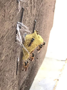 IMG-20190309-WA0009