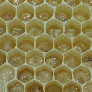 Larvas de abejas