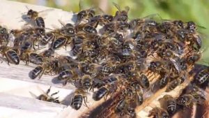 abejas 3