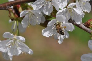 abeja-en-flor