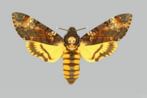 mariposa-esfinge-calavera