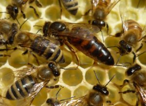 abeja-reina-foto