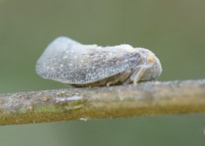 epormenis_cestri