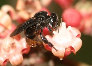 Abeja Trigona
