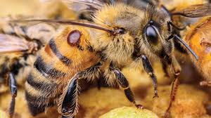 Abeja varroa
