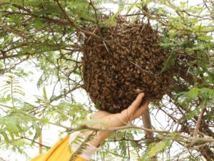 encuentran enjambre de abeja en la calle