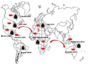 mapa-escarabajo