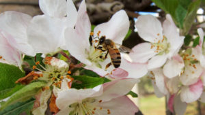 Abeja-melífera-en-flor-de-manzano