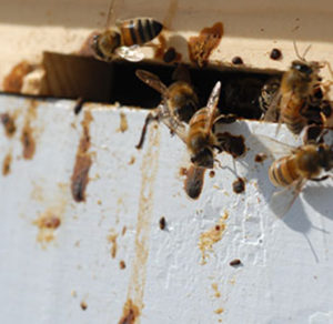 Nosema