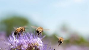 abejas 2