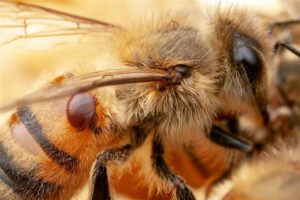 varroa