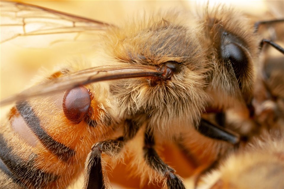 varroa