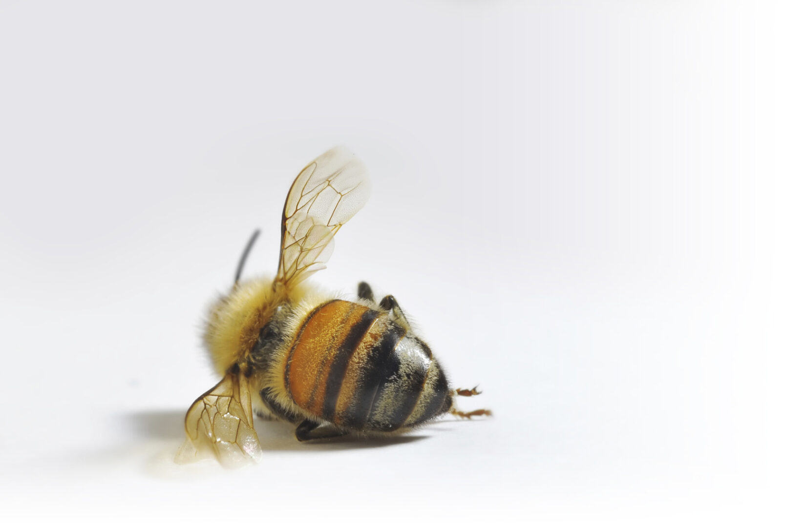 Exterminaron 46 colmenas de abejas al fumigar un campo cerca de