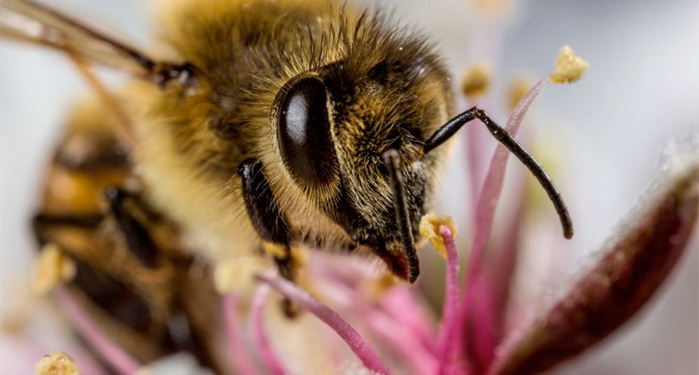 Una abeja busca alimento en una flor de almendro.