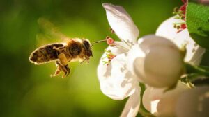 abeja-y-flor_0