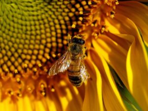 girasoles_abejas