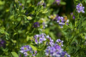 abeja y alfalfa