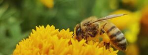 abeja_flor